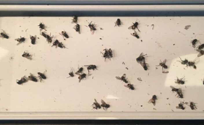 Vliegenoverlast: Hoe ziet de toekomst eruit? Wat kunnen we verwachten?