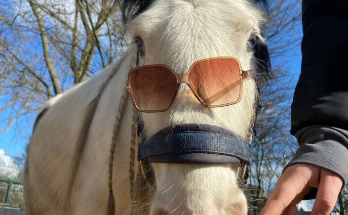 Kinderboerderij De Heij zoekt vrijwillige trainer voor Freumel!